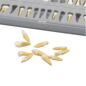 Los dientes Modelo #7021 28 Pcs/Set Dental enseñar estudio 1:1 Demostración Permanente