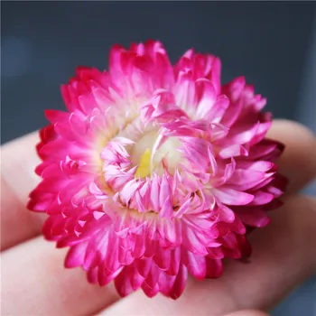 Crisantemo Flor Seca Rellenos de Material Epoxi Resina Uv Molde Colgante de Collar de la Joyería Artesanal