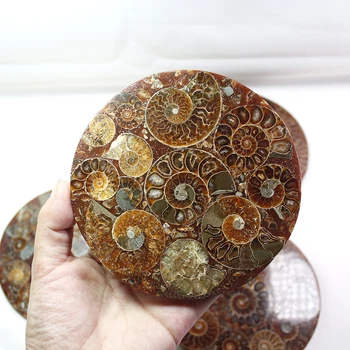 Runyangshi 11-12cm Natural Amonita Disco de Concha Fósil Muestra la Curación +Stand de 1pcs