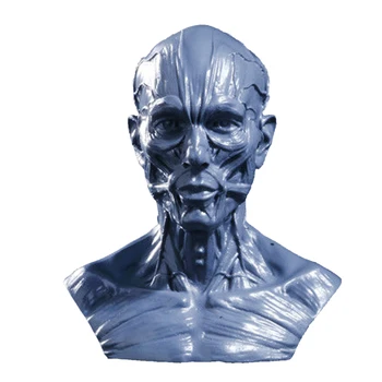 Realista 10cm Modelo Humano de la Anatomía del Cráneo de la Cabeza Músculo Hueso Dibujo Decoración de 6 Colores