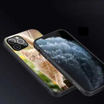 Para el iPhone 11 12 Max Pro Mini XR XS X 8 7 6 6S Plus SE 2020 Caso Lindo del Gato de Cristal Templado Suave de la parte de Atrás del Marco de Cubierta de Coque Fundas Capa