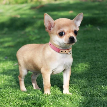 De Cuero de lujo Perro de Mascota Collar Colorido Collar de Cuero para Perros Pequeños Chihuahua, Yorkshire, Productos de Collar de perro Pug Accesorios
