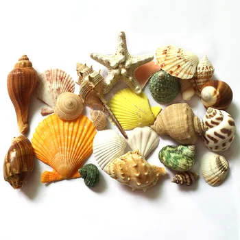 Natural de cauri conchas de caracol caracol decorration para el tanque de Peces de la playa de náutica de la boda de la joyería de concha de Artesanía de la Estrella de mar agujero