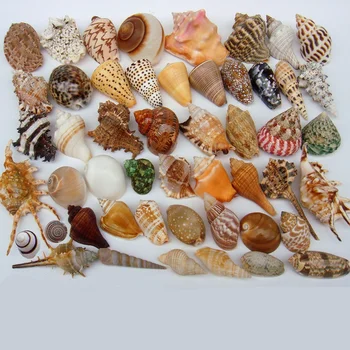 Natural de cauri conchas de caracol caracol decorration para el tanque de Peces de la playa de náutica de la boda de la joyería de concha de Artesanía de la Estrella de mar agujero