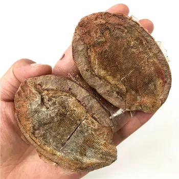 1 PC Bien conservado Millones de Años de Edad de los Peces Fósiles de la Colección Natural de los Cristales de Cuarzo