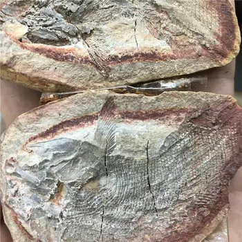 1 PC Bien conservado Millones de Años de Edad de los Peces Fósiles de la Colección Natural de los Cristales de Cuarzo